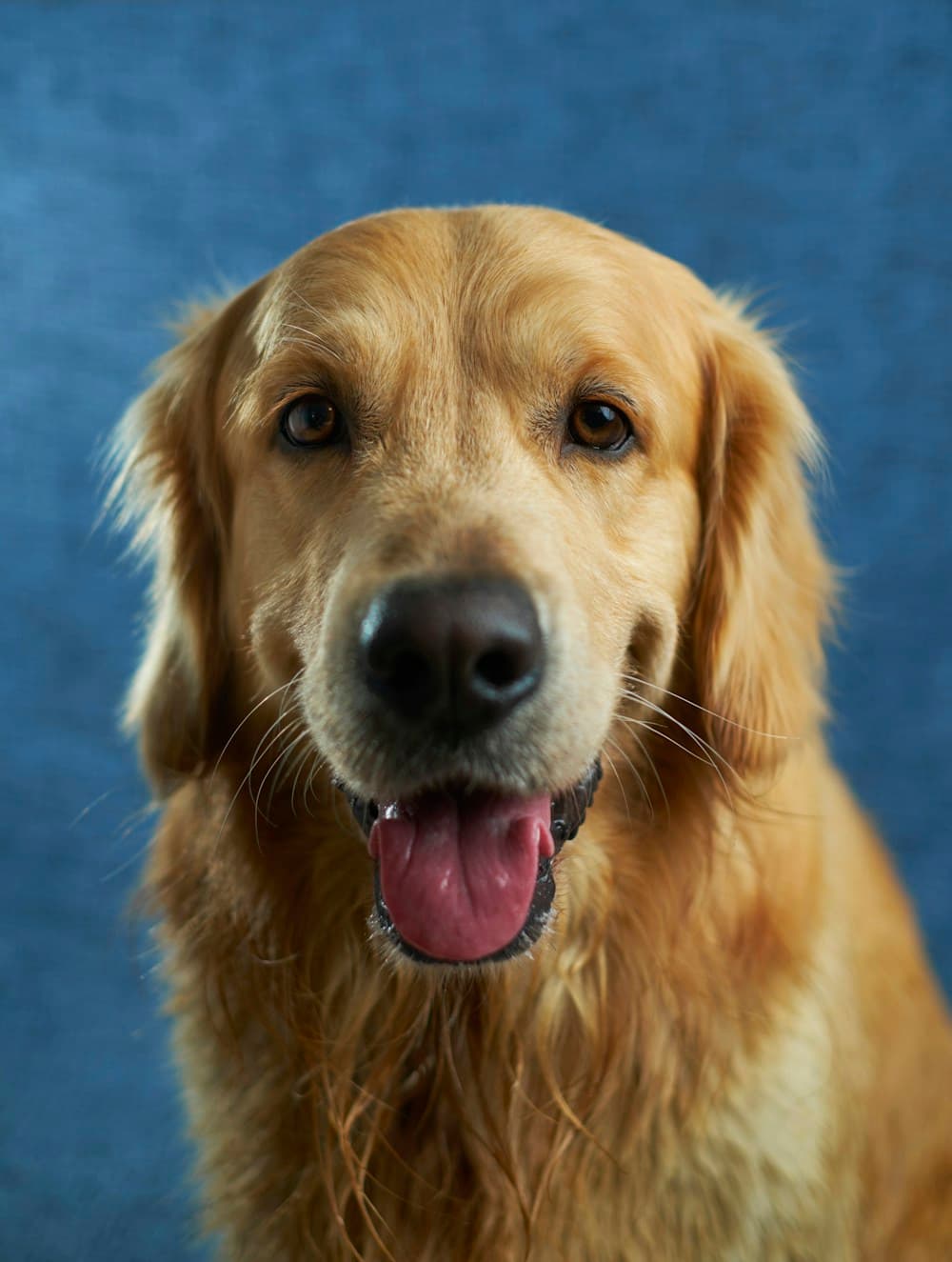 金毛寻回犬的正面肖像,耳朵和金色毛发清晰可见